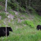 Another Bear Family
 / Еще одна медвежья семья